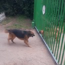 miniature pour Des chiens s'aboient dessus à travers un portail