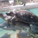 tortue-chevauche-dos-gavial
