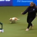 chien-tres-excite-parcours-agility
