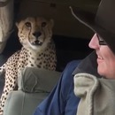 guepard-sauvage-rentre-voiture-safari