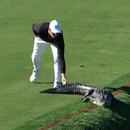 miniature pour Un golfeur frappe un alligator sur sa queue pour le faire fuir