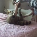 fille-aveugle-joue-chat