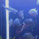 miniature pour Des piranhas mangent un poisson dans un aquarium
