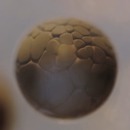 division-cellulaire-embryon-time-lapse