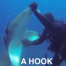 miniature pour Un requin demande de l'aide à un plongeur pour retirer un crochet de pêche