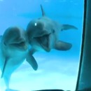 miniature pour Des dauphins se voient pour la première fois dans un miroir