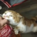miniature pour Un chat voleur de pain