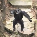 chimpanze-jette-caca-visage-mamie