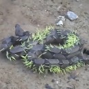 miniature pour Un serpent planté par des piquants d'hérisson en voulant l'étouffer