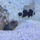 miniature pour Un poisson connard jette du sable