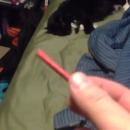 miniature pour Un pétard pour réveiller son chat