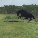 cheval-pietine-alligator