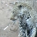 miniature pour Un léopard attaque un porc-épic
