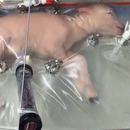 miniature pour Un agneau né prématurément se développe dans un utérus artificiel