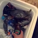 miniature pour Un crabe décapsuleur de bière
