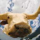 camera-fond-seau-eau-animaux-boire