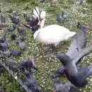miniature pour Un cygne bouffe la tête de plusieurs pigeons
