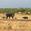 elephant-recule-face-bebe-buffle