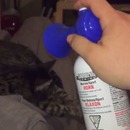 miniature pour Il réveille son chat avec une corne de brume