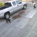 miniature pour 2 pitbulls déchiquettent un chat assis devant sa maison