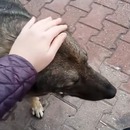 chien-errant-aime-caresse