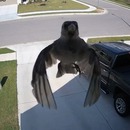 miniature pour Un oiseau qui flotte sur la caméra de surveillance