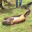 miniature pour Un serpent avale une biche très vite