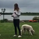 miniature pour Un chien effrayé par une canette de bière éclatée