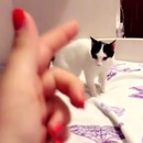 miniature pour Ce chat simule très bien une blessure par balle
