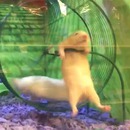 hamster-difficulte-roue