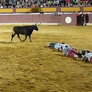 jeu-chenille-vache-landaise