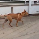 miniature pour Un chien de garde qui traverse les portails