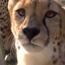 miniature pour Un guépard qui miaule