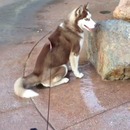 miniature pour Un chien s'assoit sur le trou d'une fontaine