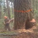 miniature pour Un bûcheron évite un arbre pourri qui lui tombe dessus