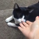 miniature pour La réaction d'un chat à l'odeur d'un chat errant sur sa maitresse