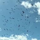 nuee-oiseaux-ralenti