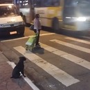 chien-attend-feu-vert-traverser