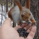 miniature pour Des écureuils et des oiseaux viennent manger dans sa main