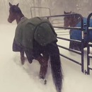 chevaux-regretter-sortie-neige
