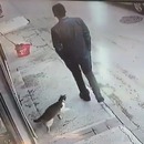 miniature pour Un chat attaque un homme au pied et lui fait une entorse