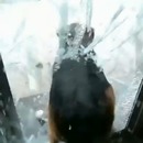 miniature pour Un chien casse une porte en verre en voulant sortir