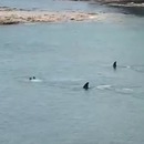 deux-orques-pres-deux-enfants-nager