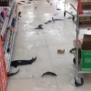 miniature pour Des poissons nagent au sol d'un supermarché