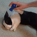 miniature pour Réveiller son lapin avec une corne de brume