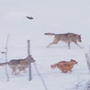 chien-echappe-attaque-3-grands-loups