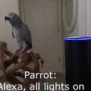 perroquet-ouvrir-lumieres-voix