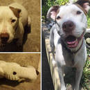 miniature pour 40 adoptions, 40 chiens heureux