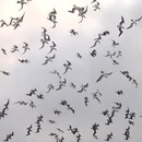 miniature pour Des centaines d'oiseaux plongent pour attraper du poisson