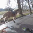 scooter-rattraper-cheval-fuite